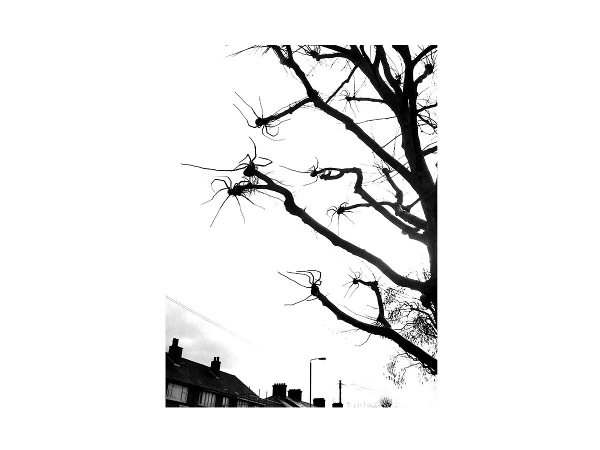 Spider Branches